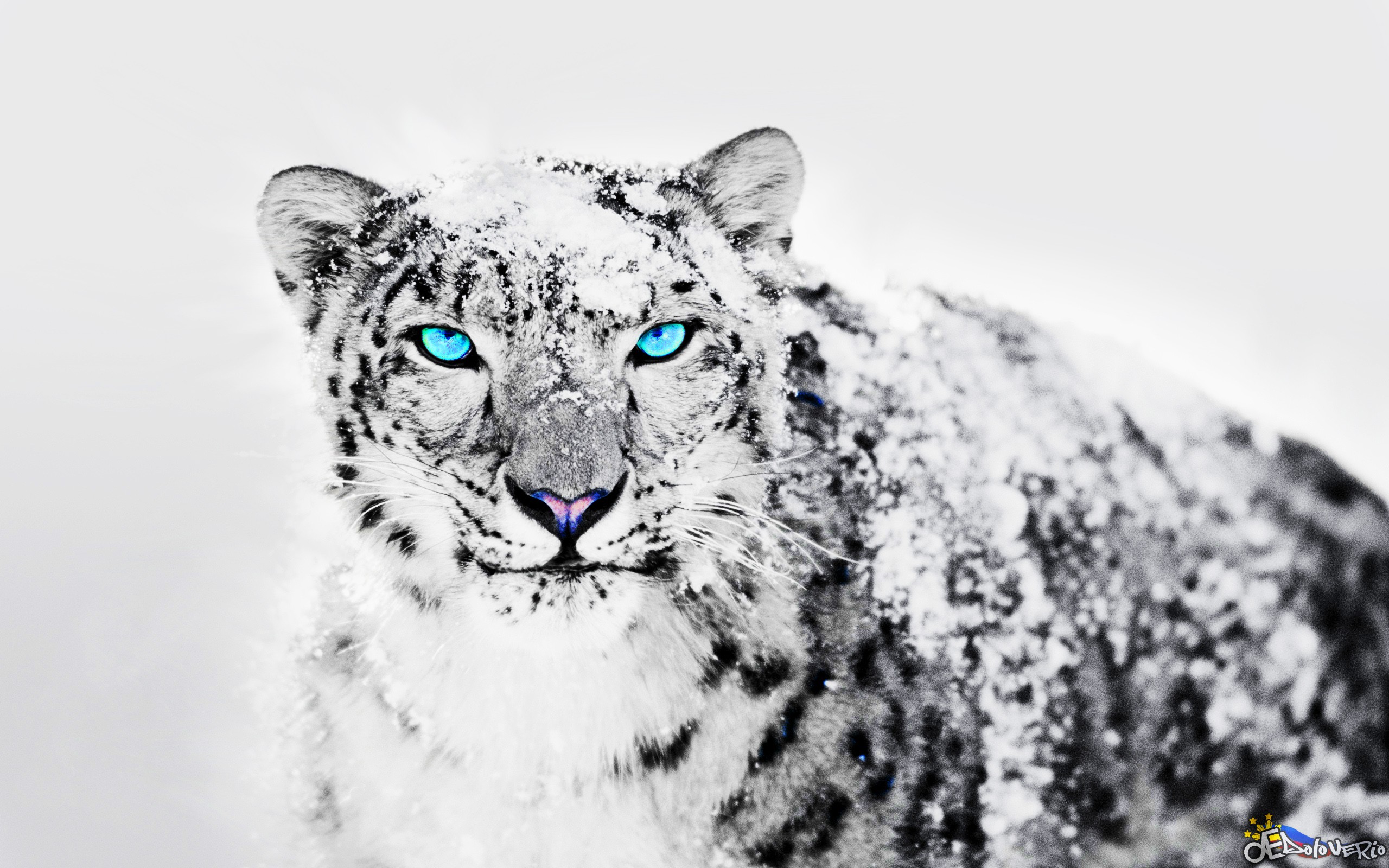 Snow Leopard Wallpapers