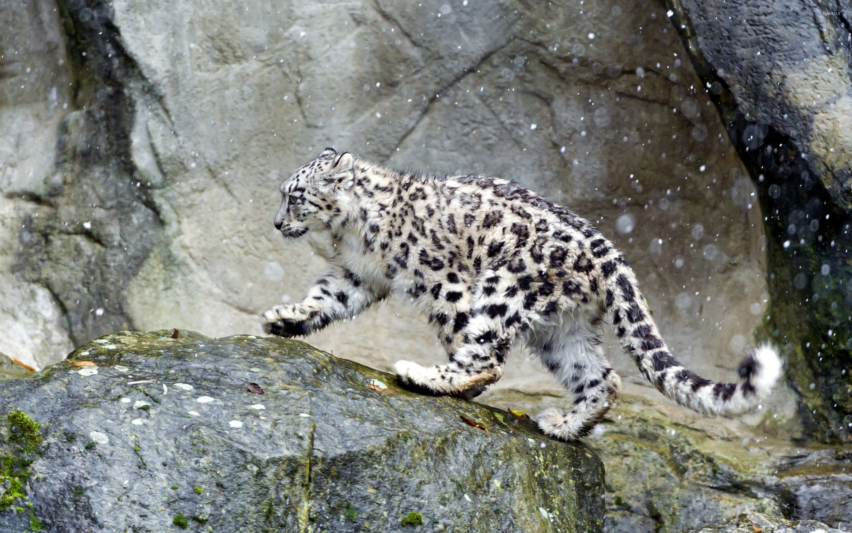 Snow Leopard Wallpapers