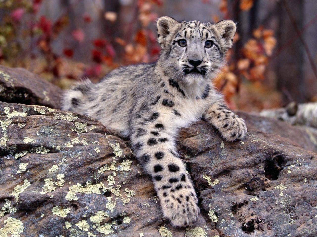 Snow Leopard Wallpapers