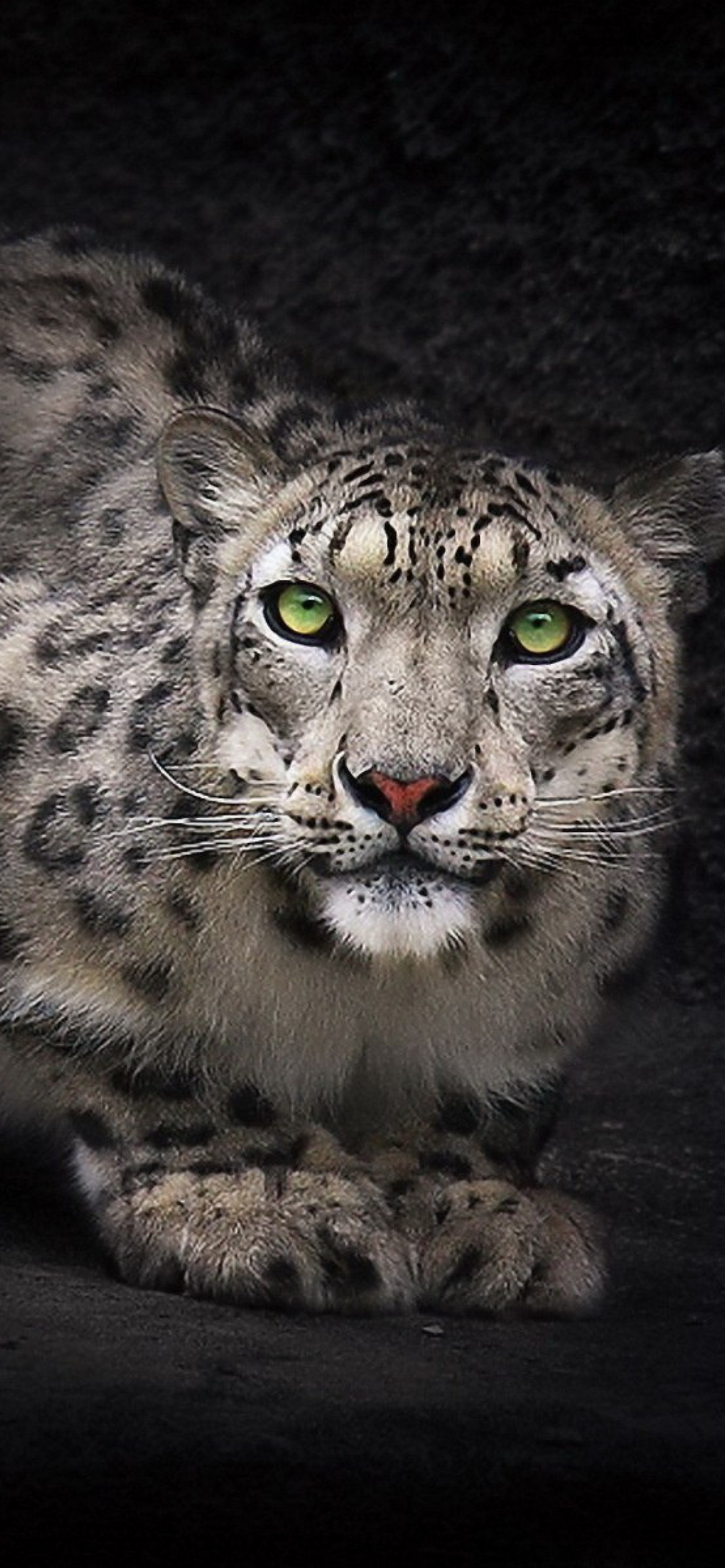 Snow Leopard Wallpapers