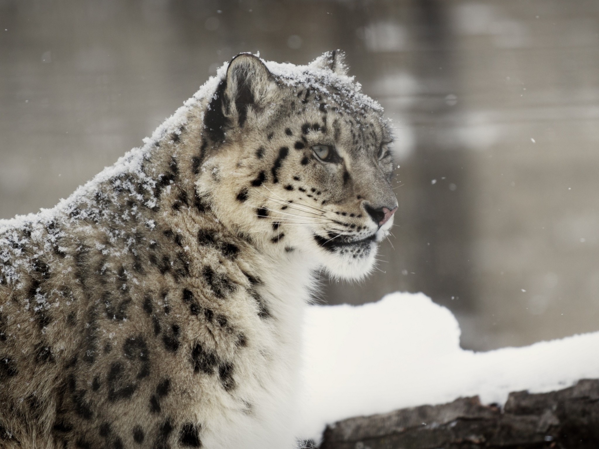 Snow Leopard Wallpapers