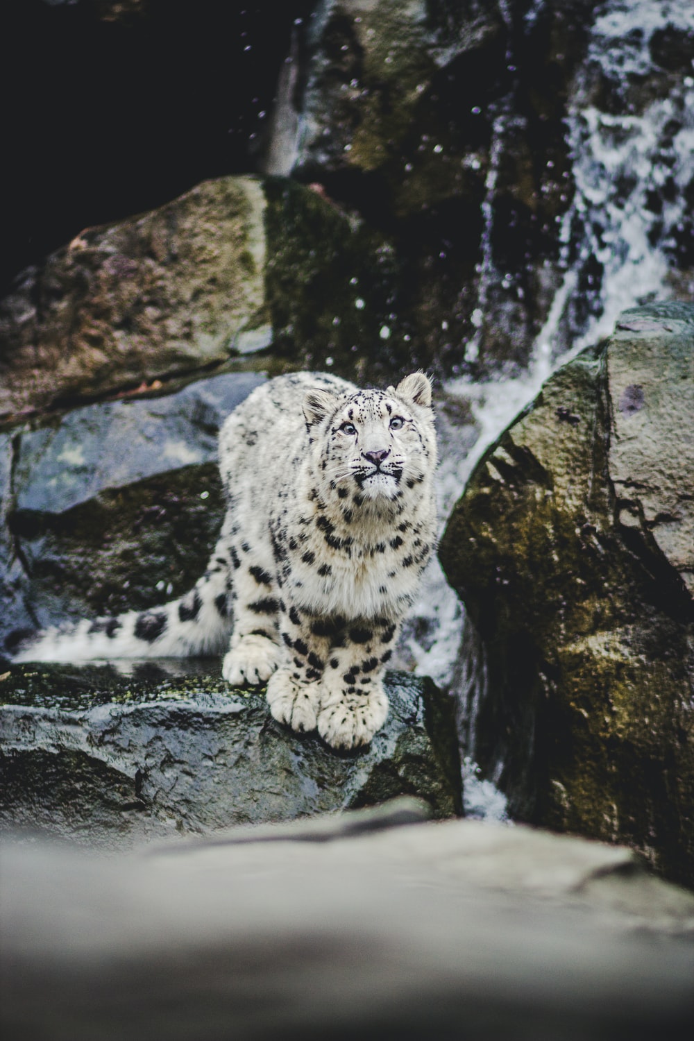 Snow Leopard Wallpapers