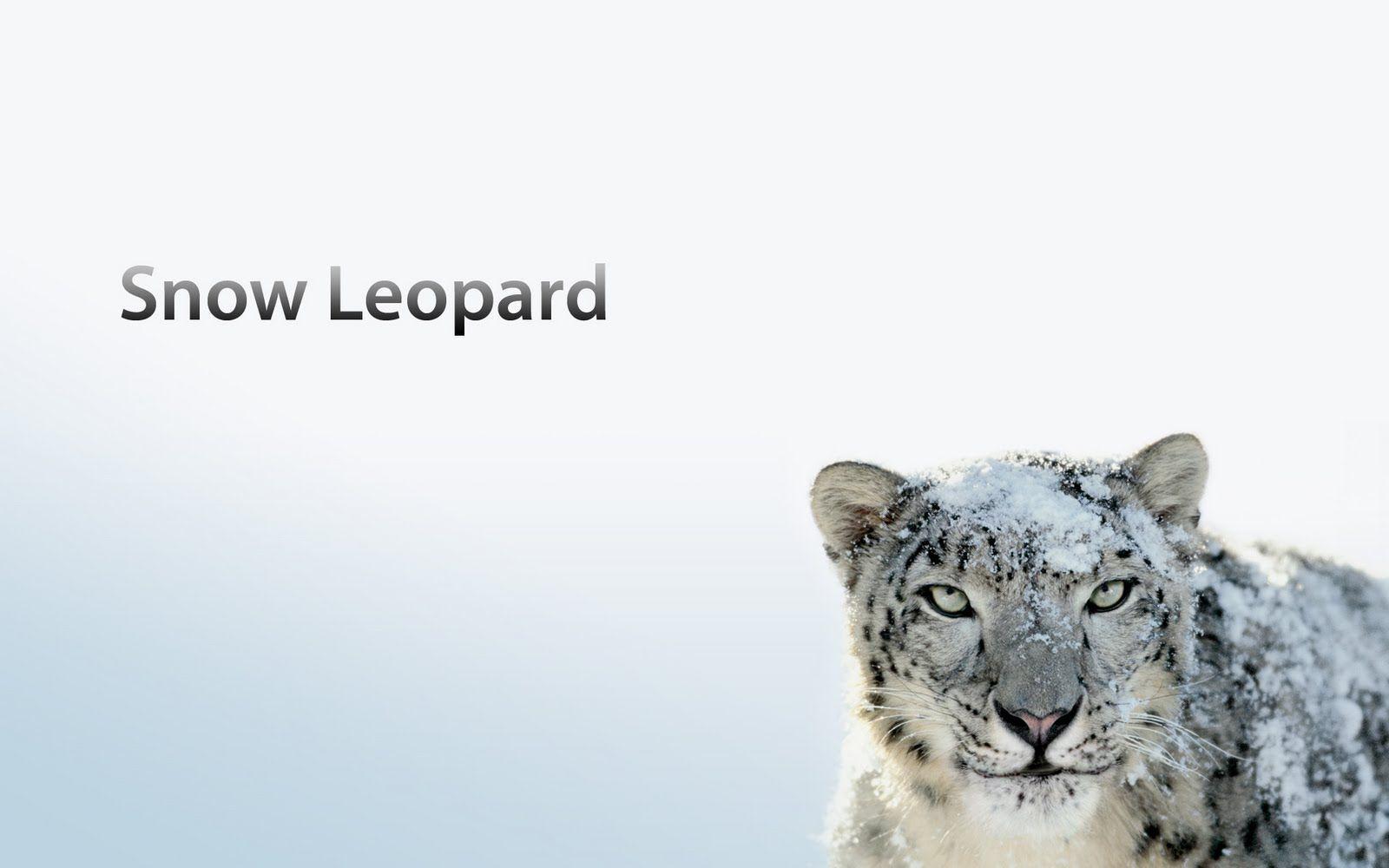 Snow Leopard Wallpapers