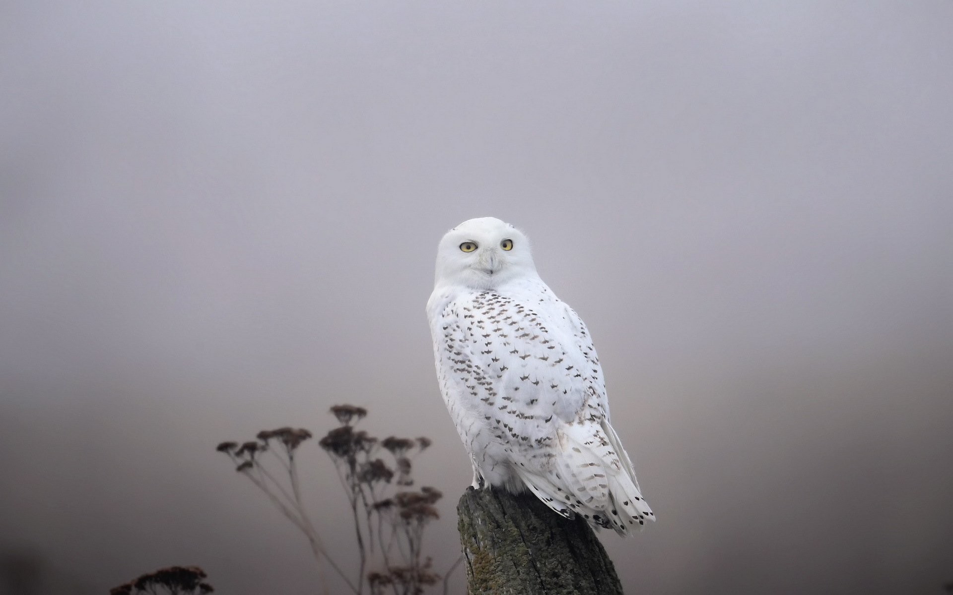 Snow Owl Wallpapers