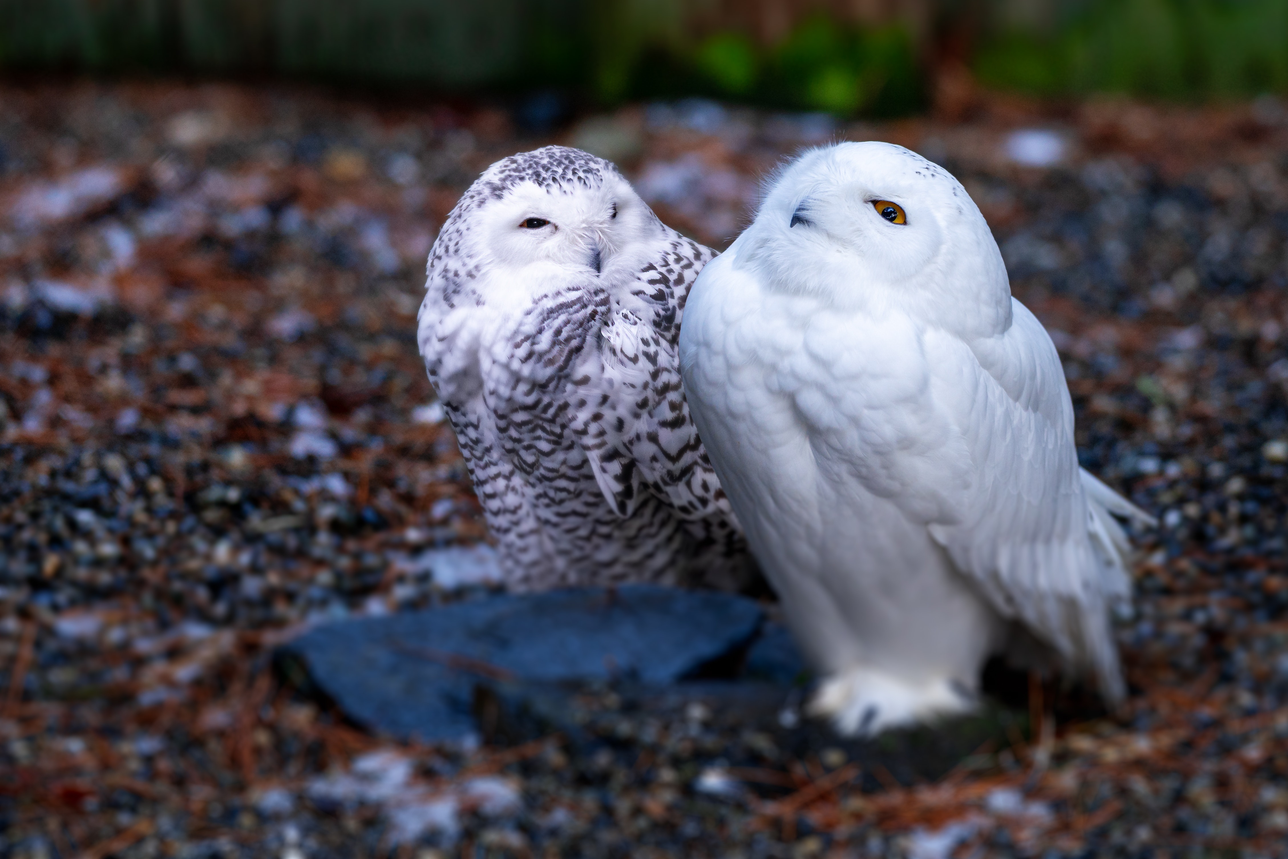 Snow Owl Wallpapers