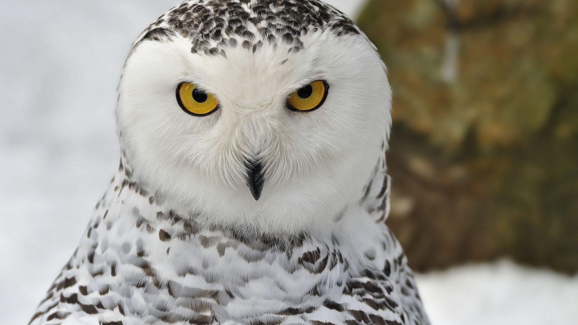 Snow Owl Wallpapers