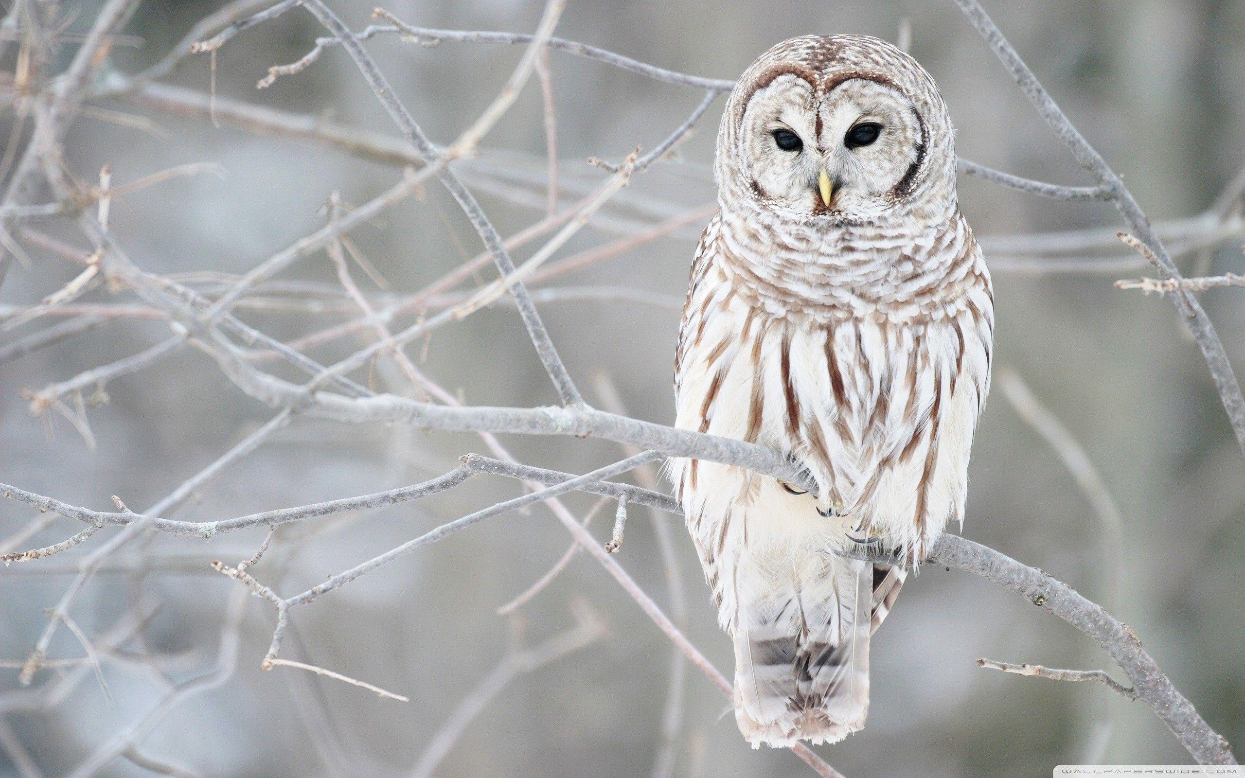 Snow Owl Wallpapers