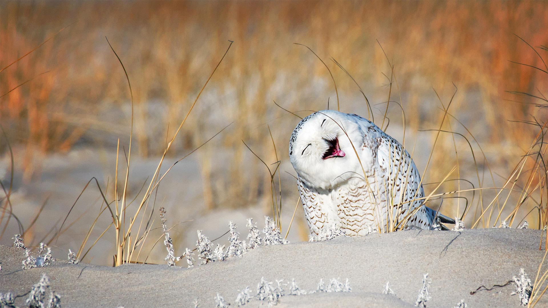 Snow Owl Wallpapers