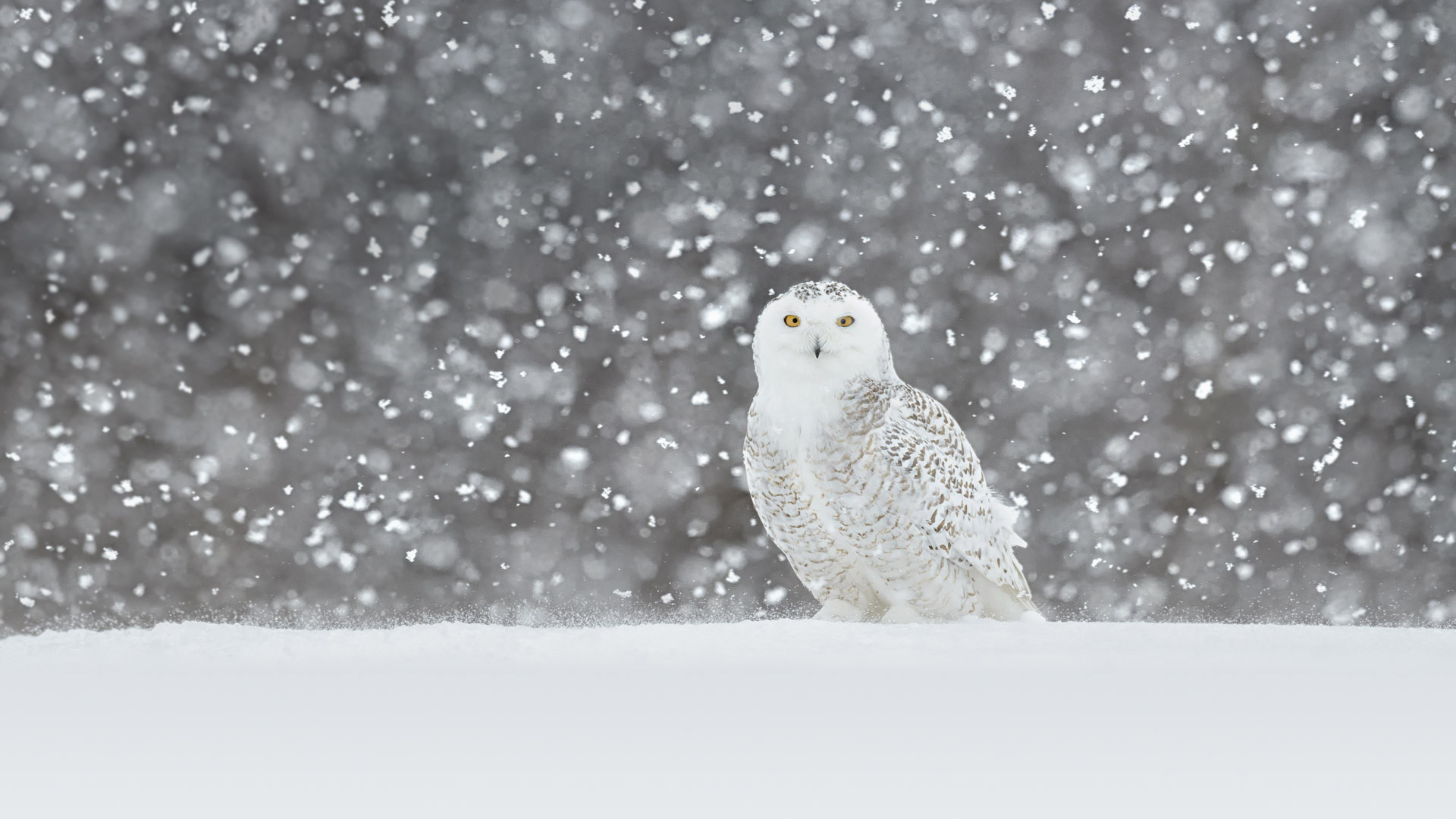 Snow Owl Wallpapers