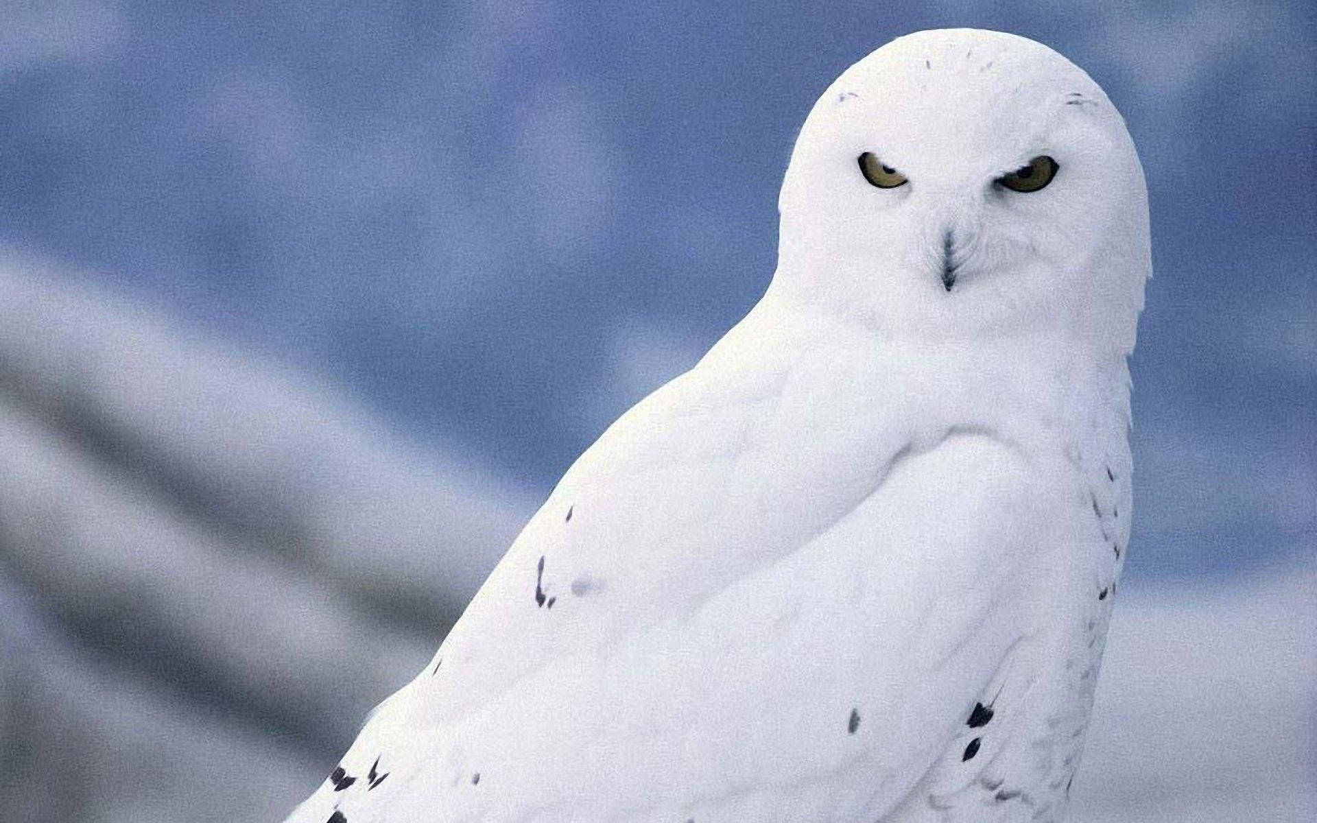 Snow Owl Wallpapers