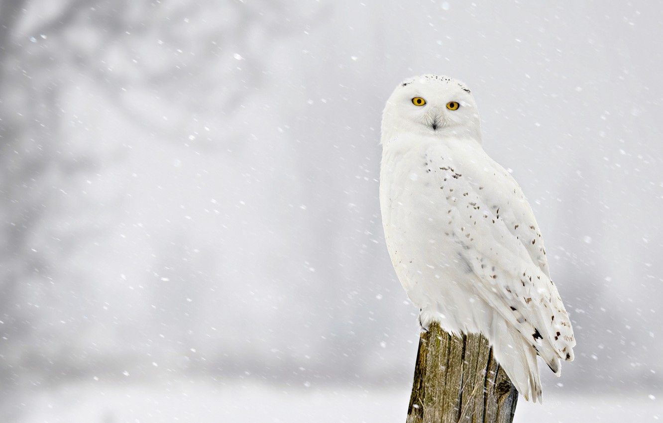 Snow Owl Wallpapers