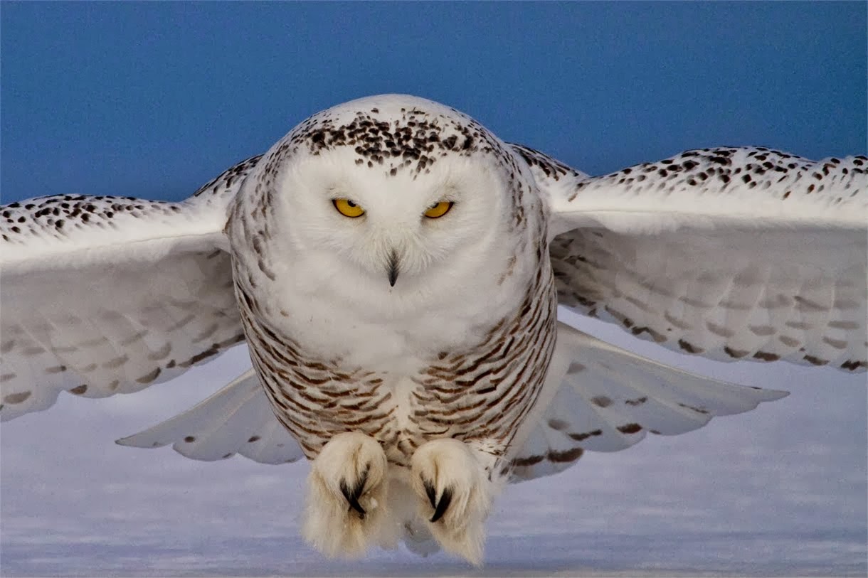 Snow Owl Wallpapers