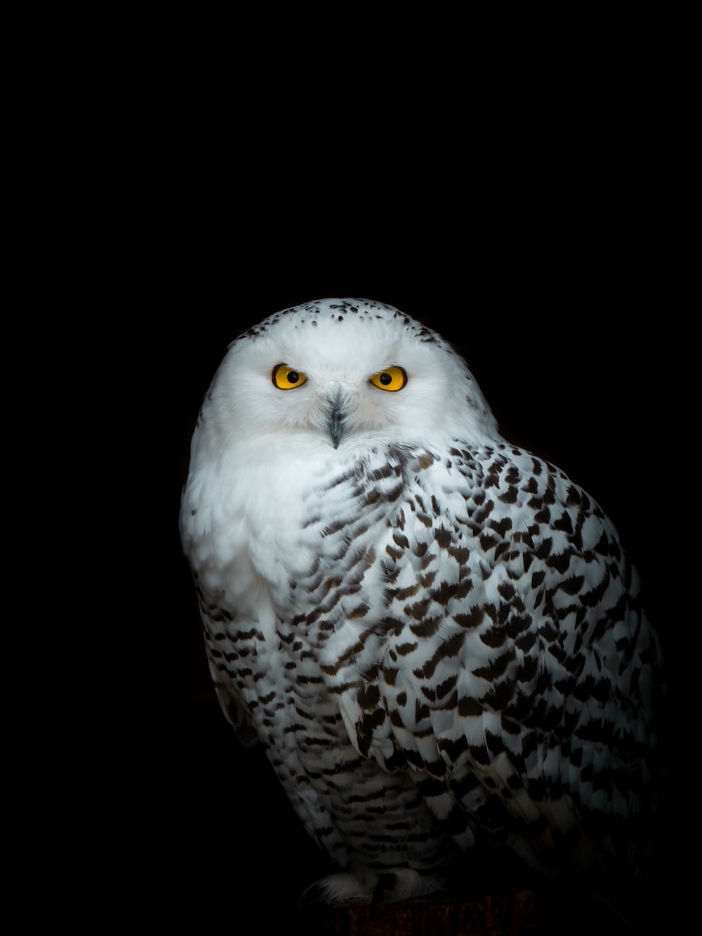 Snow Owl Wallpapers