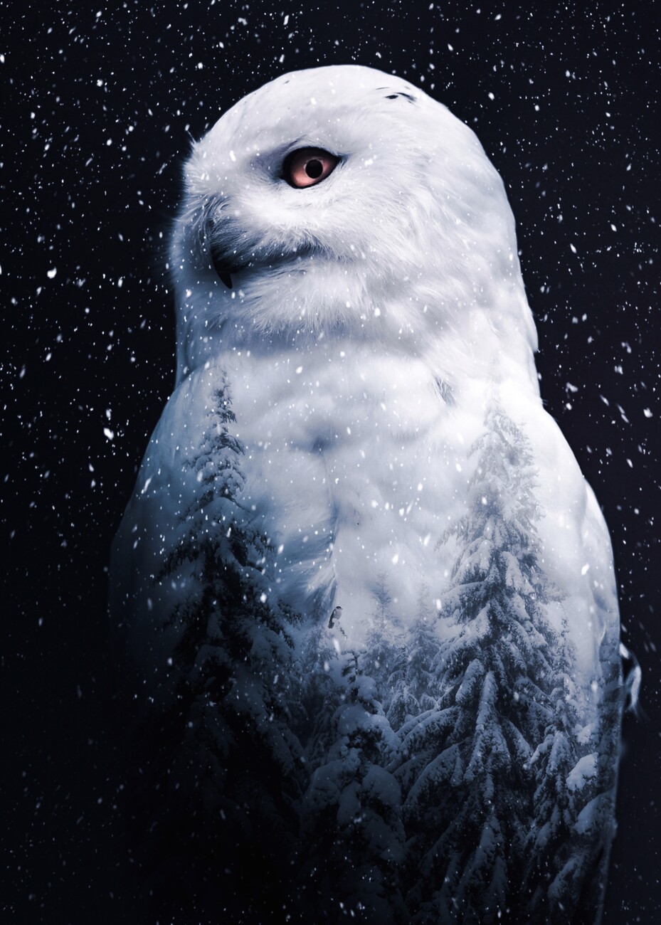 Snow Owl Wallpapers