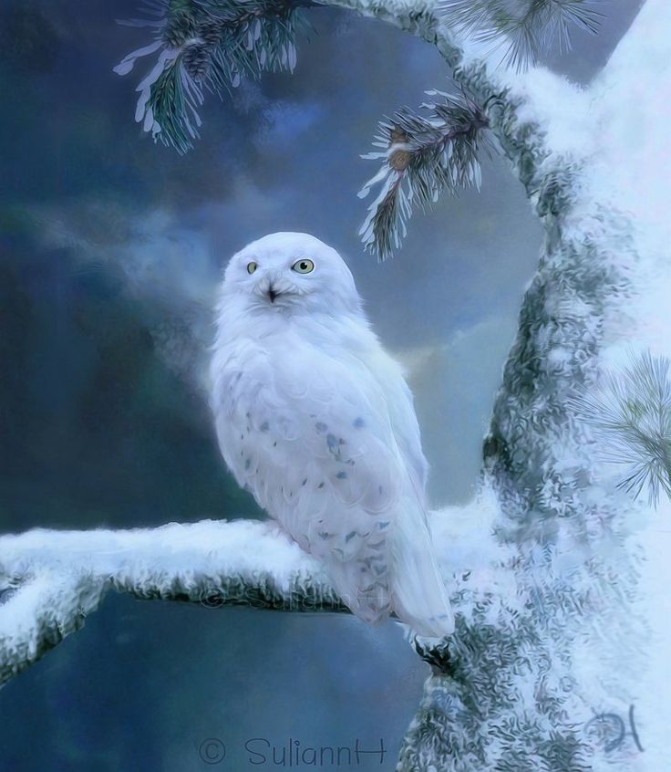 Snow Owl Wallpapers