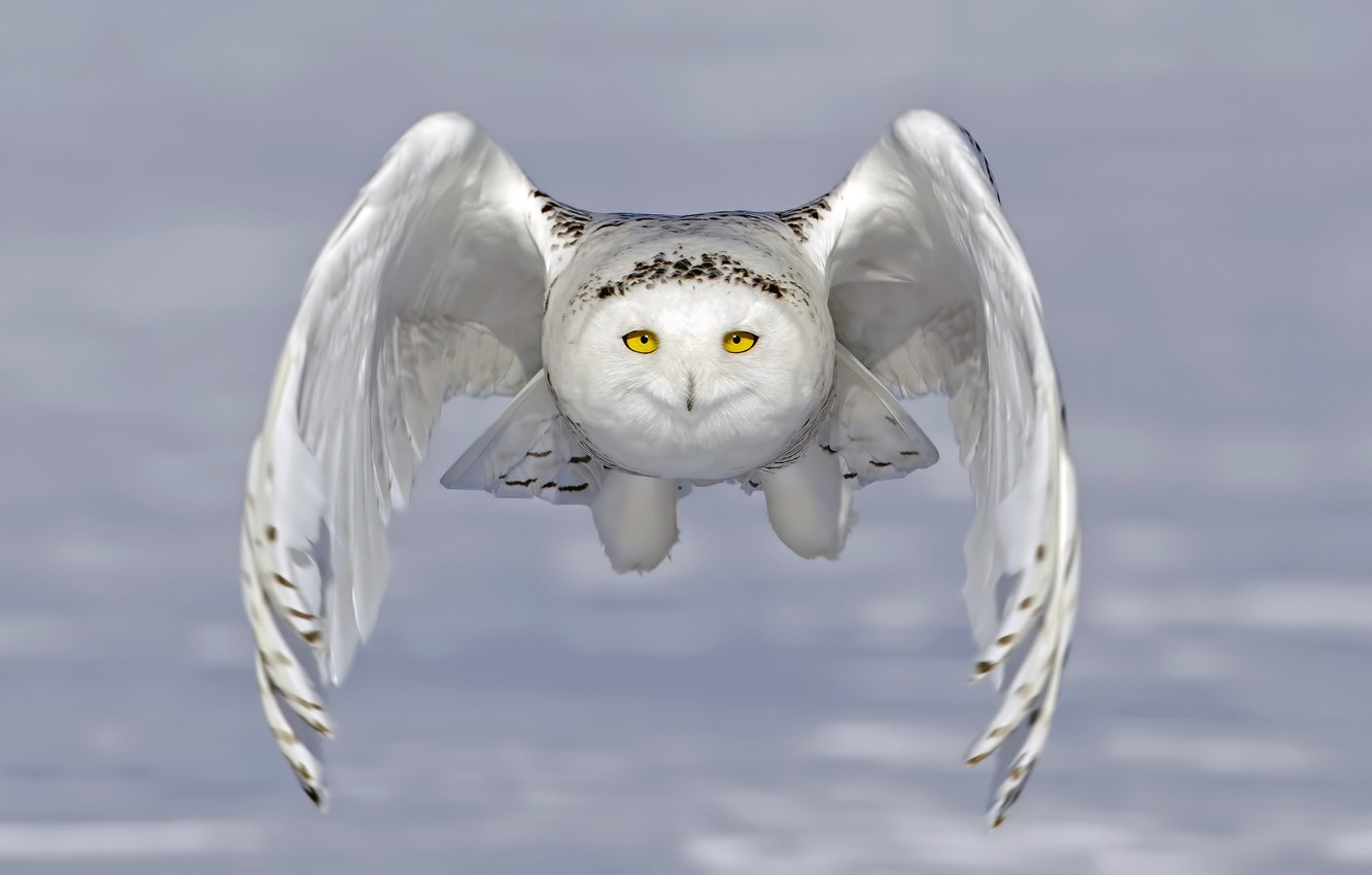 Snow Owl Wallpapers