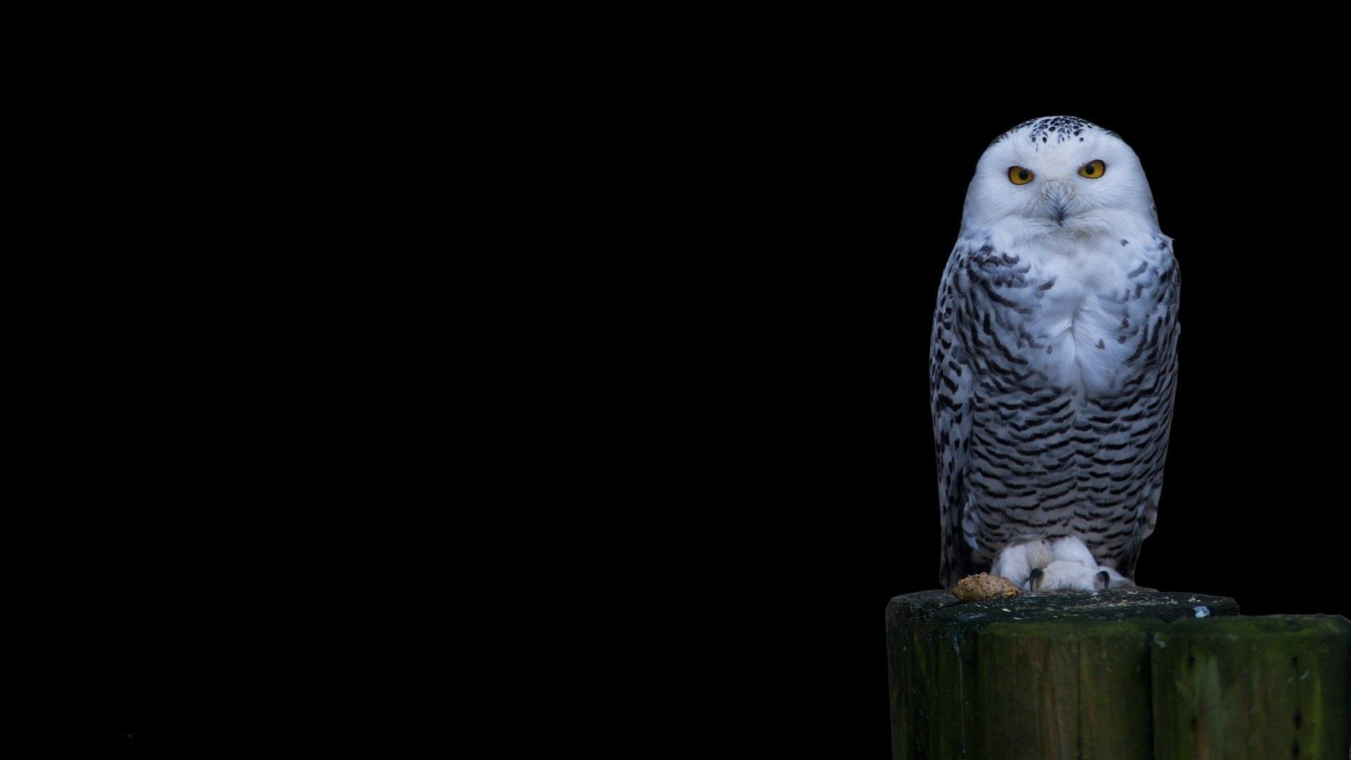 Snow Owl Wallpapers