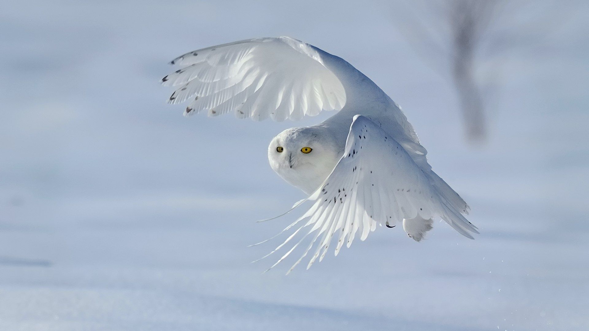 Snow Owl Wallpapers