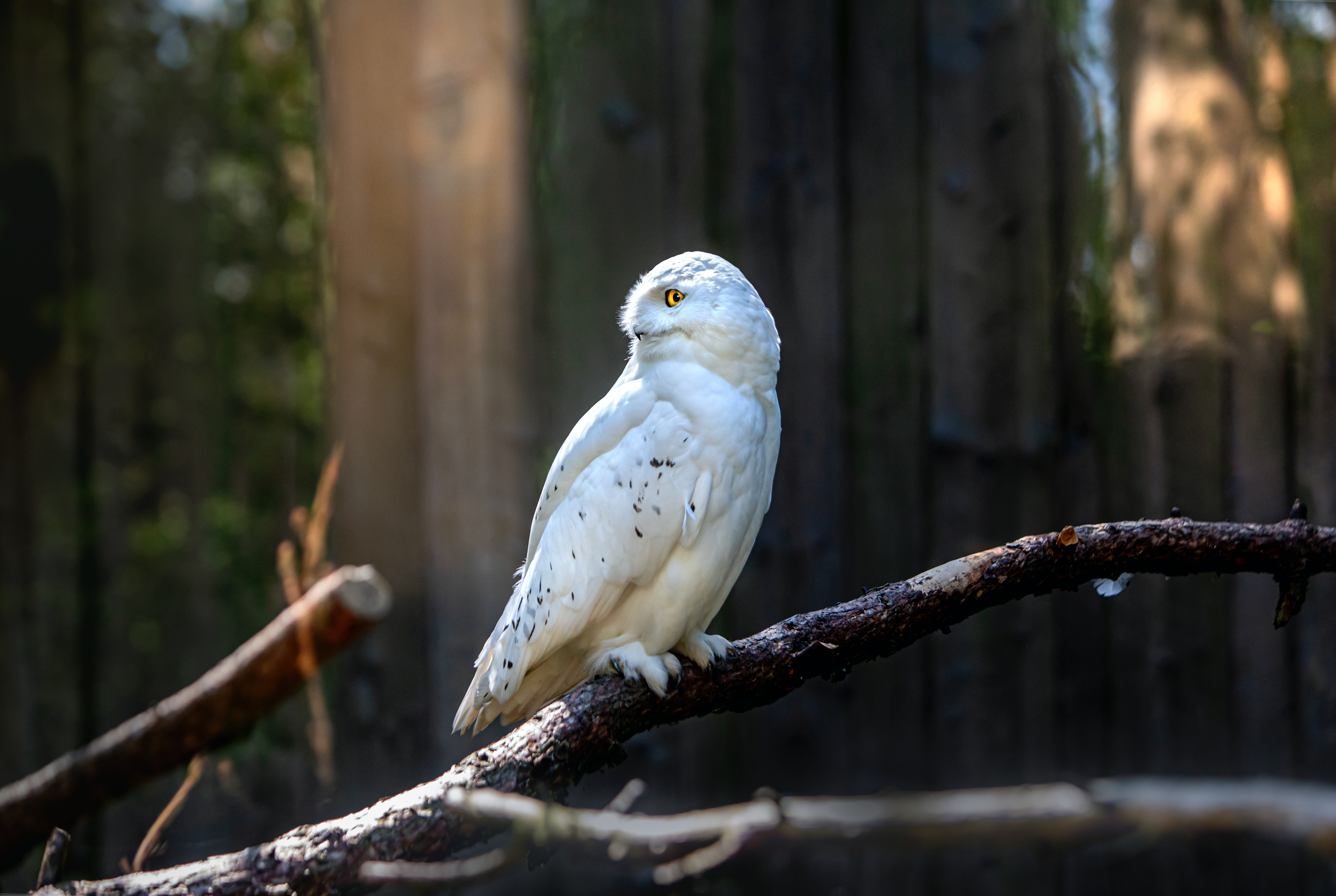 Snow Owl Wallpapers