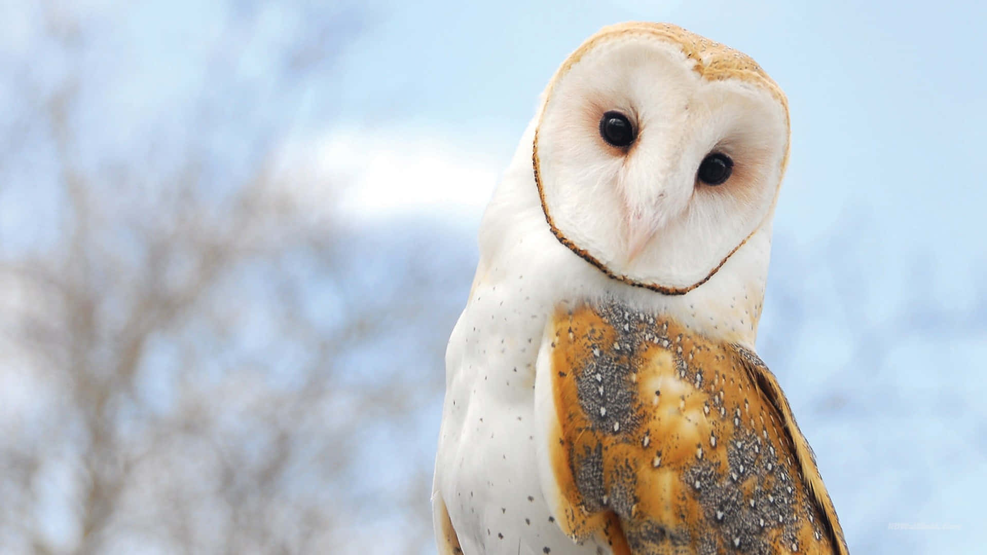 Snow Owl Wallpapers