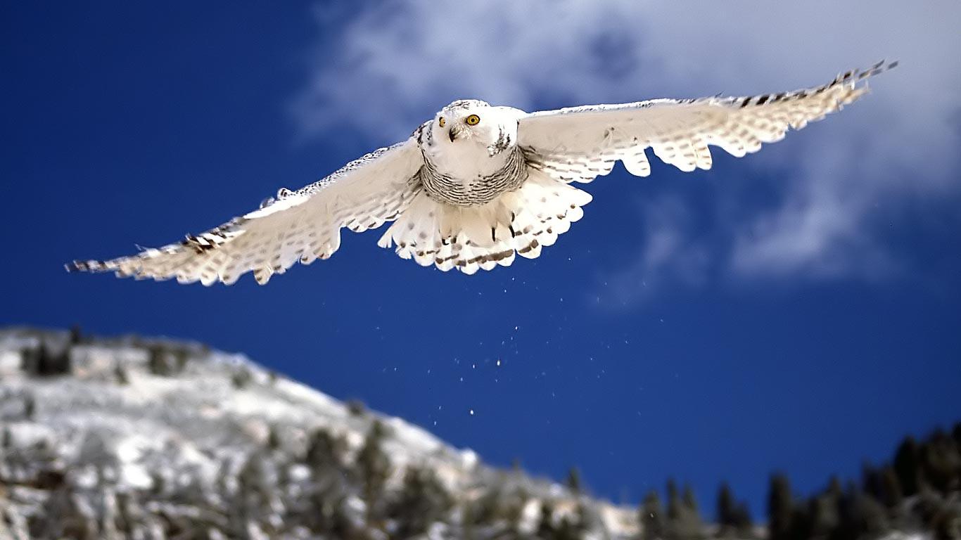 Snow Owl Wallpapers