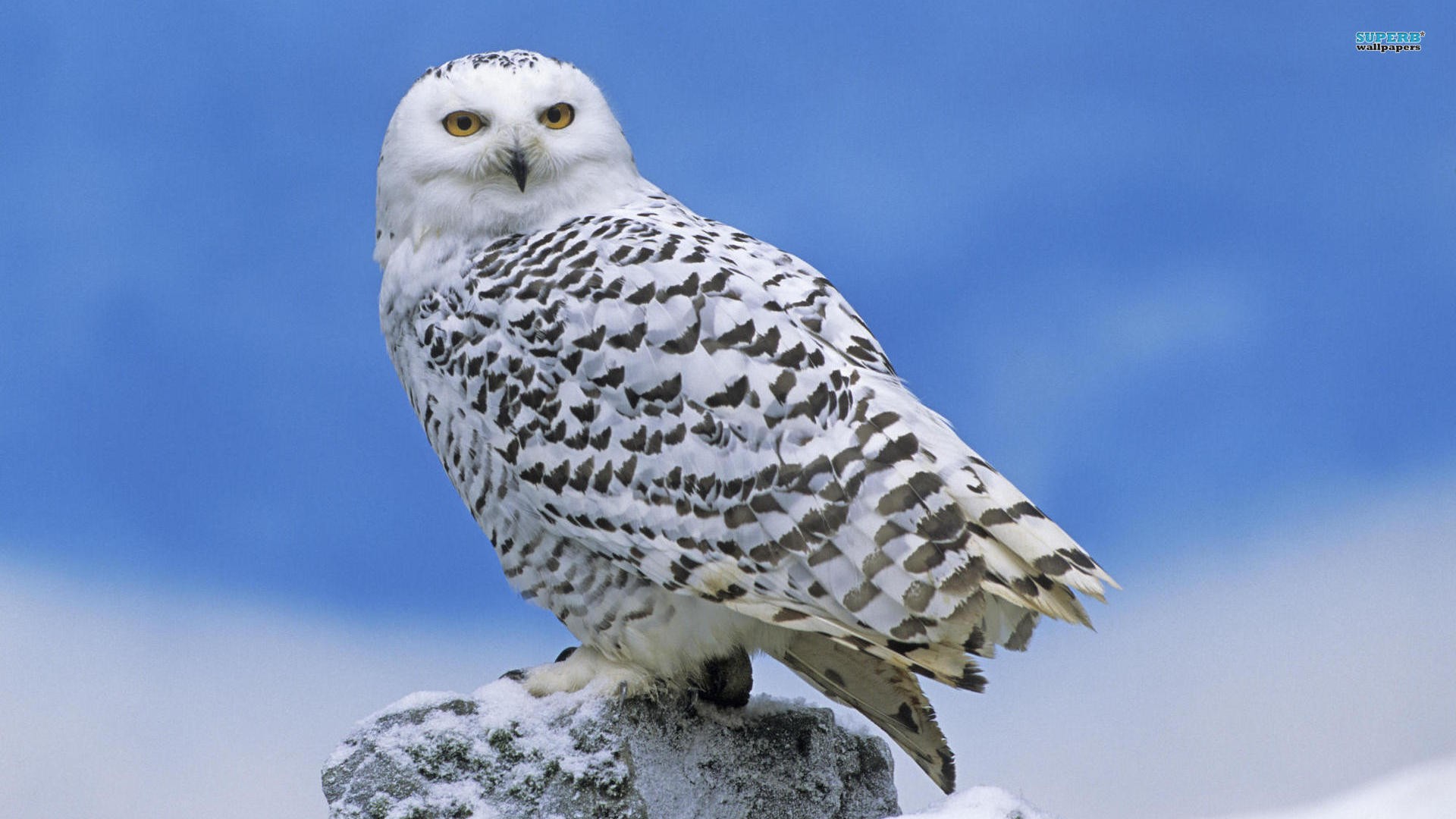 Snow Owl Wallpapers