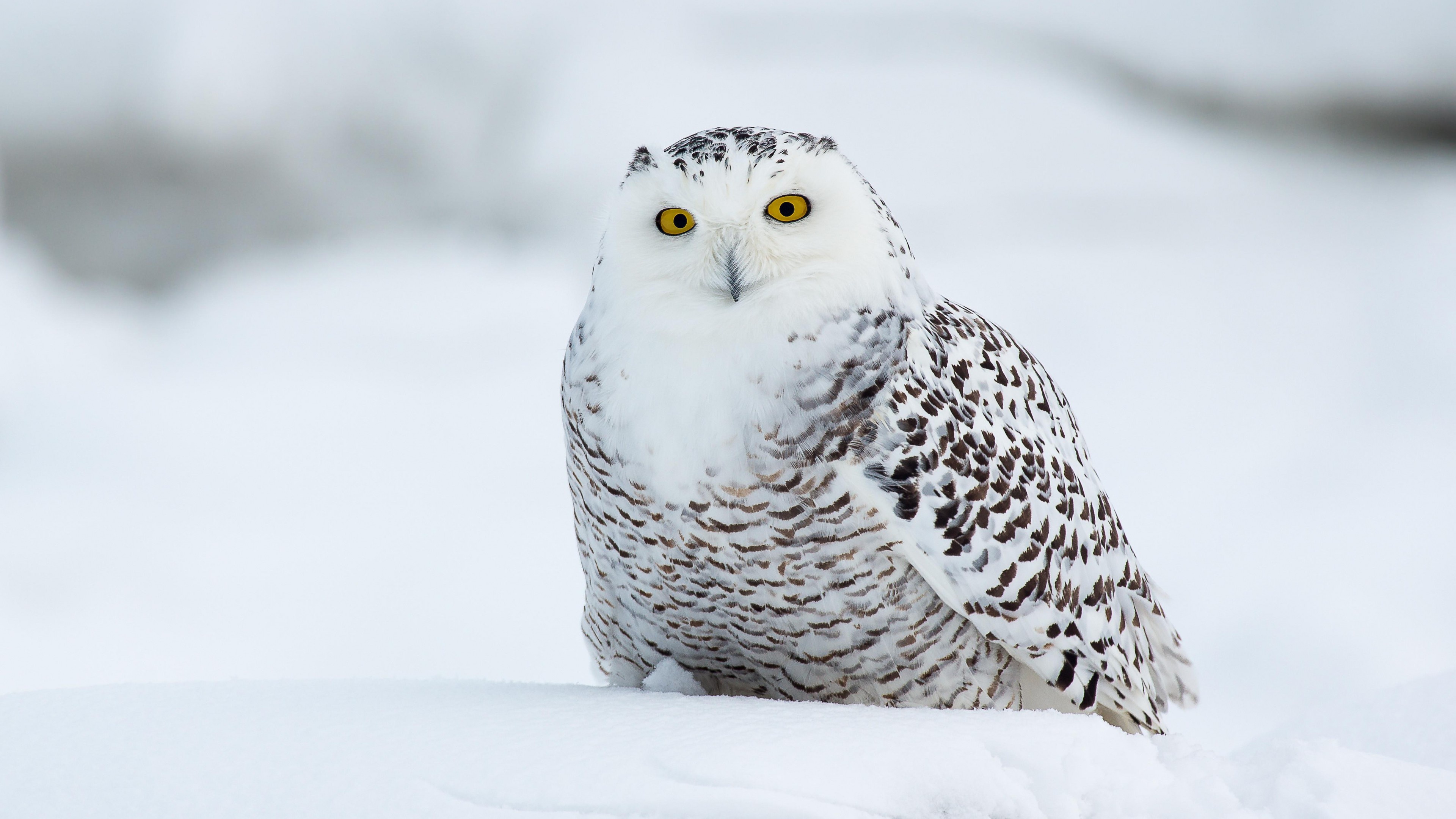 Snow Owl Wallpapers