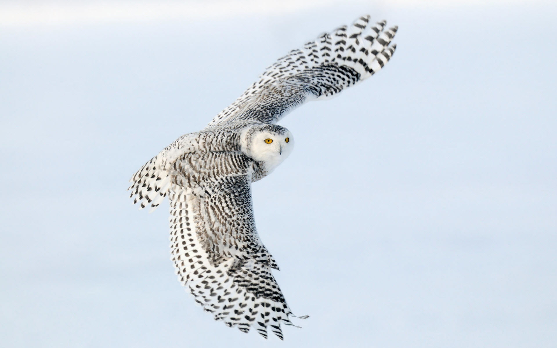 Snow Owl Wallpapers