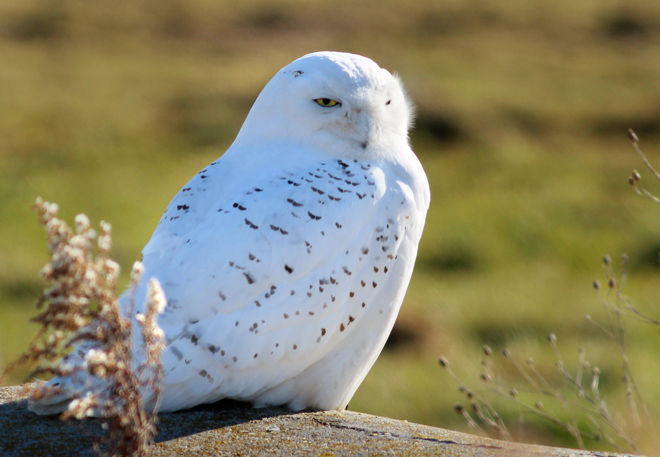 Snow Owl Wallpapers