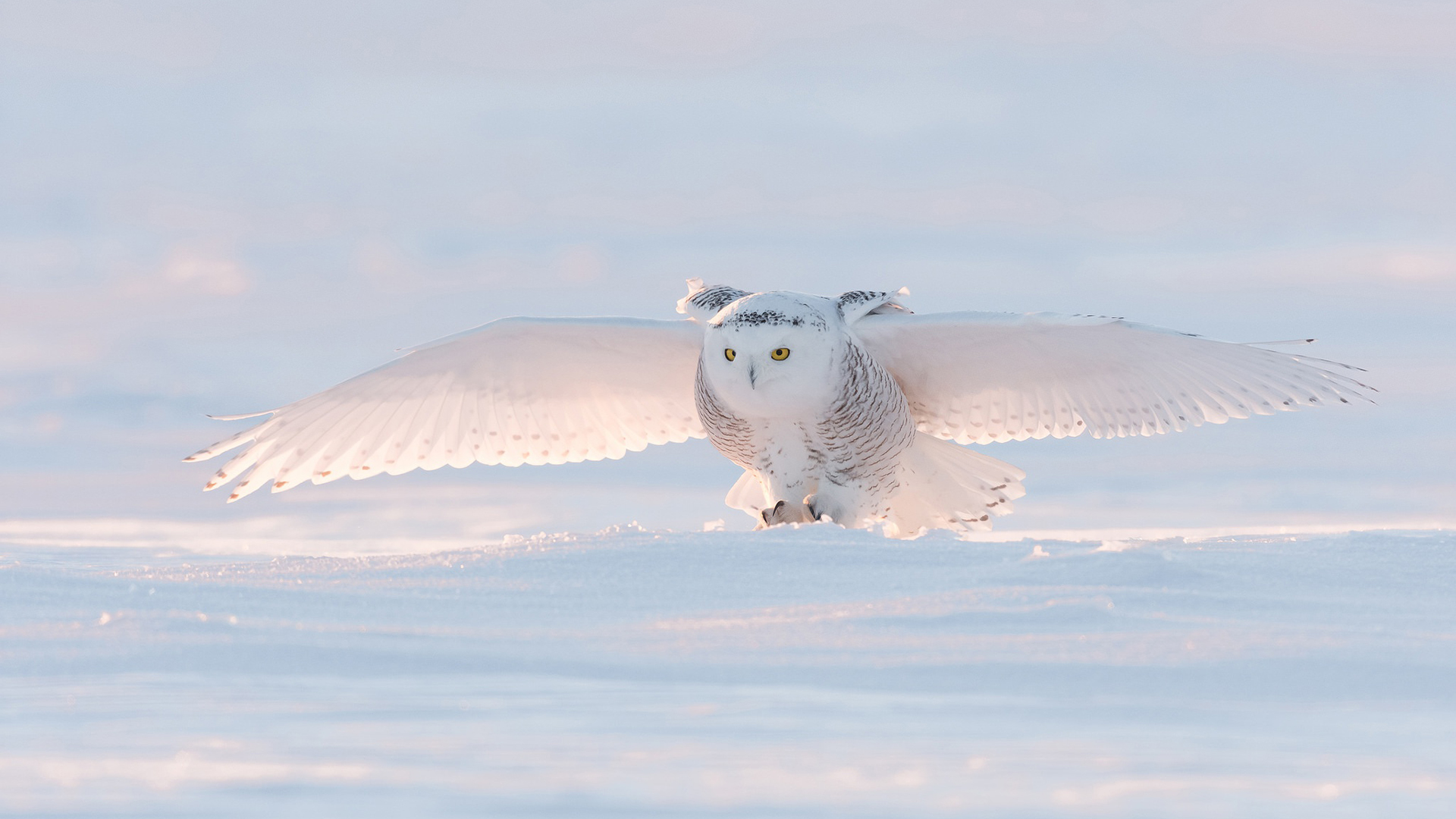 Snow Owl Wallpapers