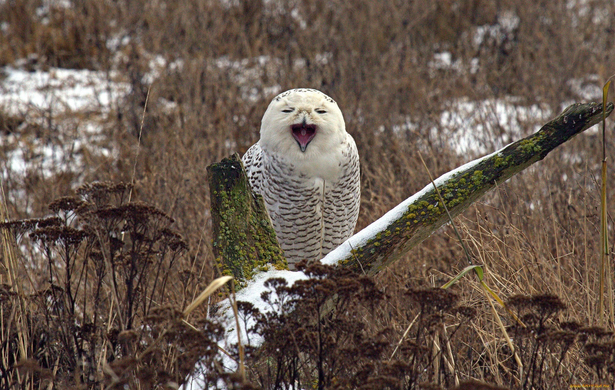 Snow Owl Wallpapers