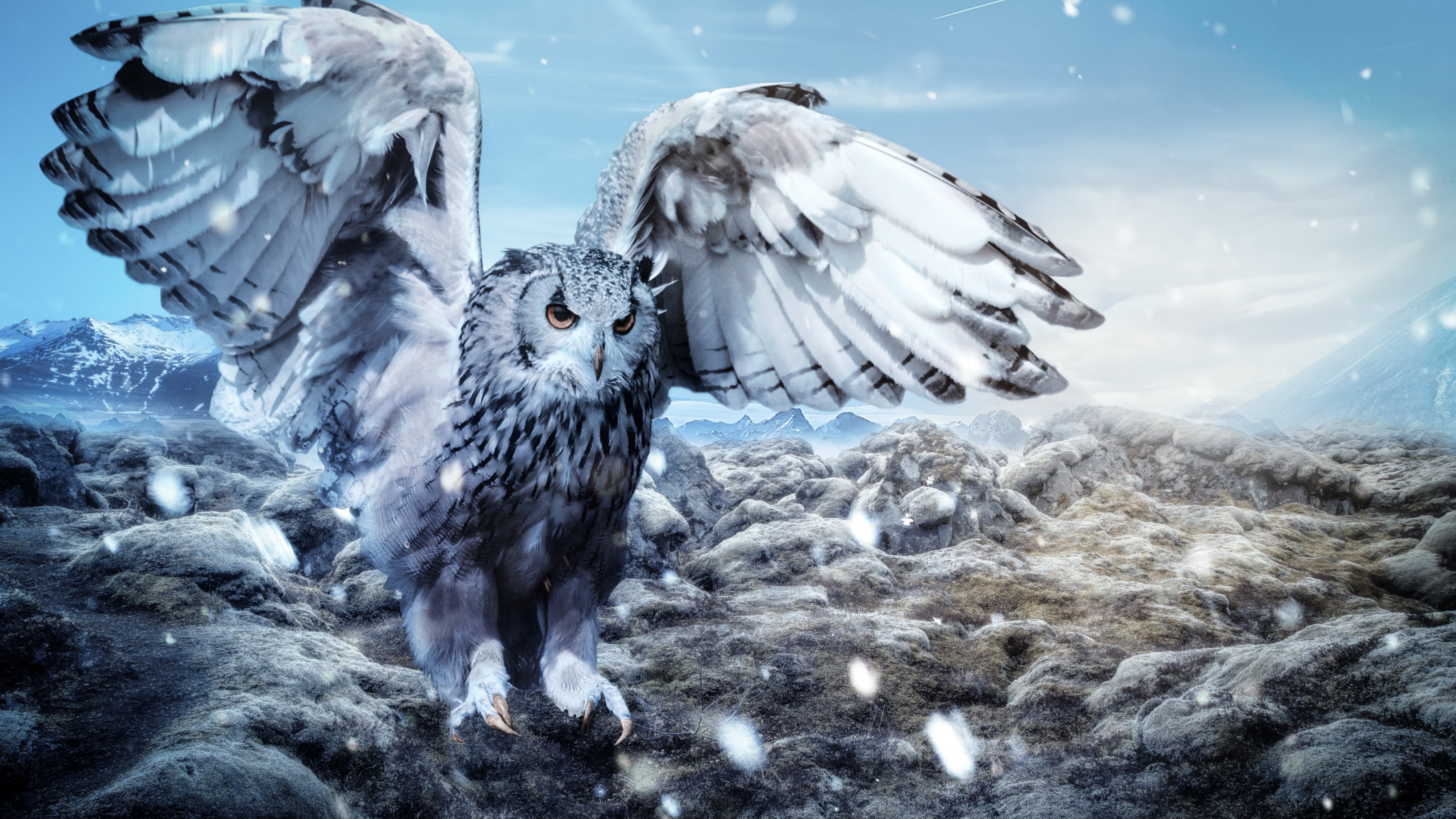 Snow Owl Wallpapers