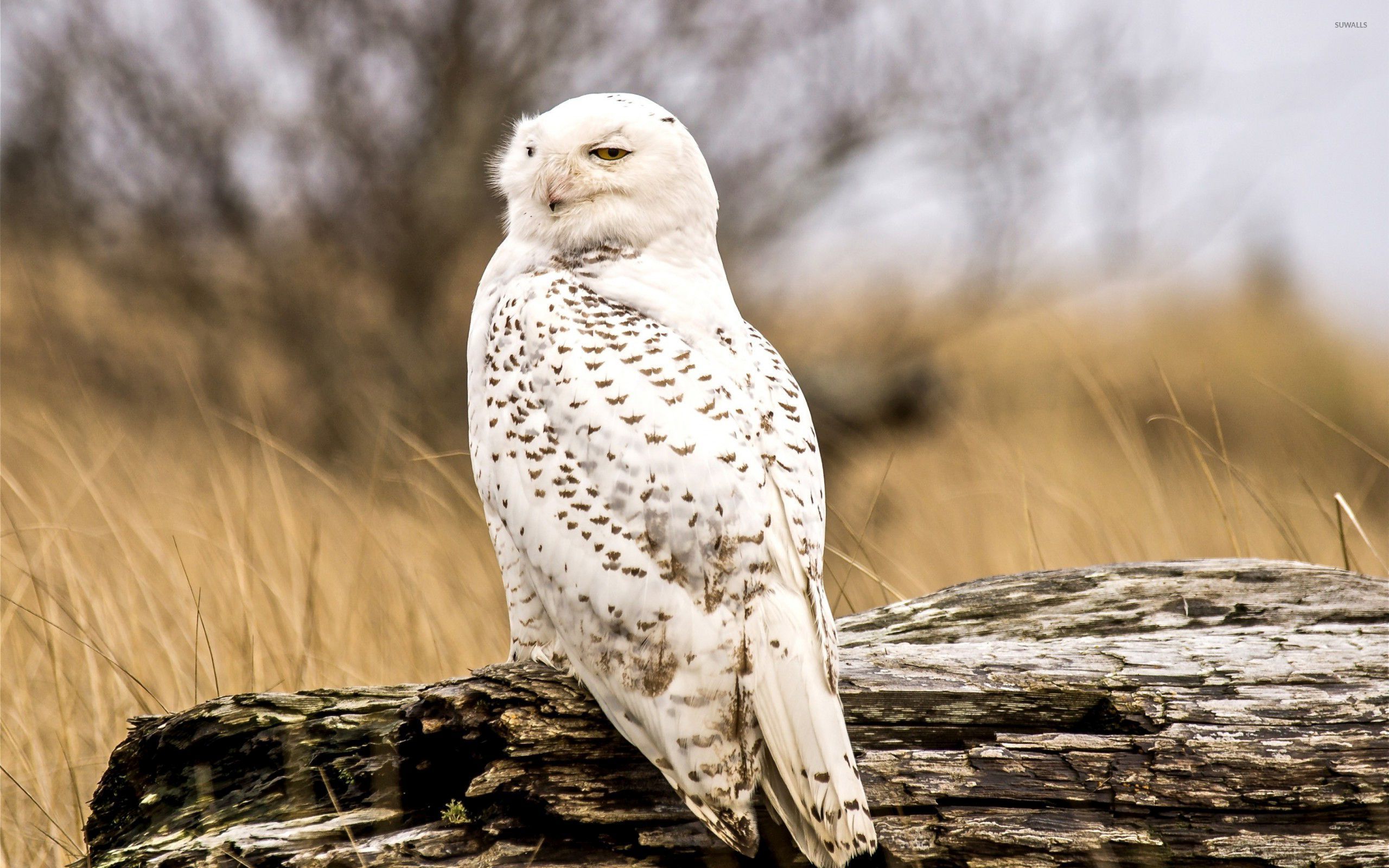 Snow Owl Wallpapers