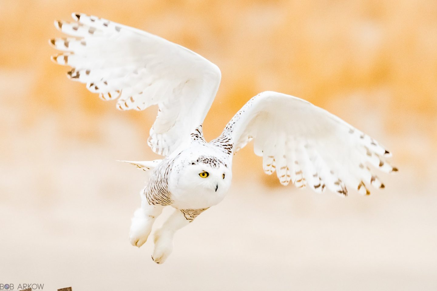 Snow Owl Wallpapers