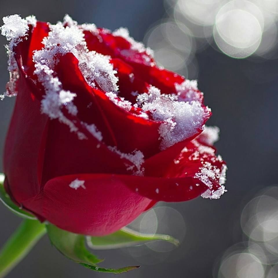 Snow Roses Wallpapers