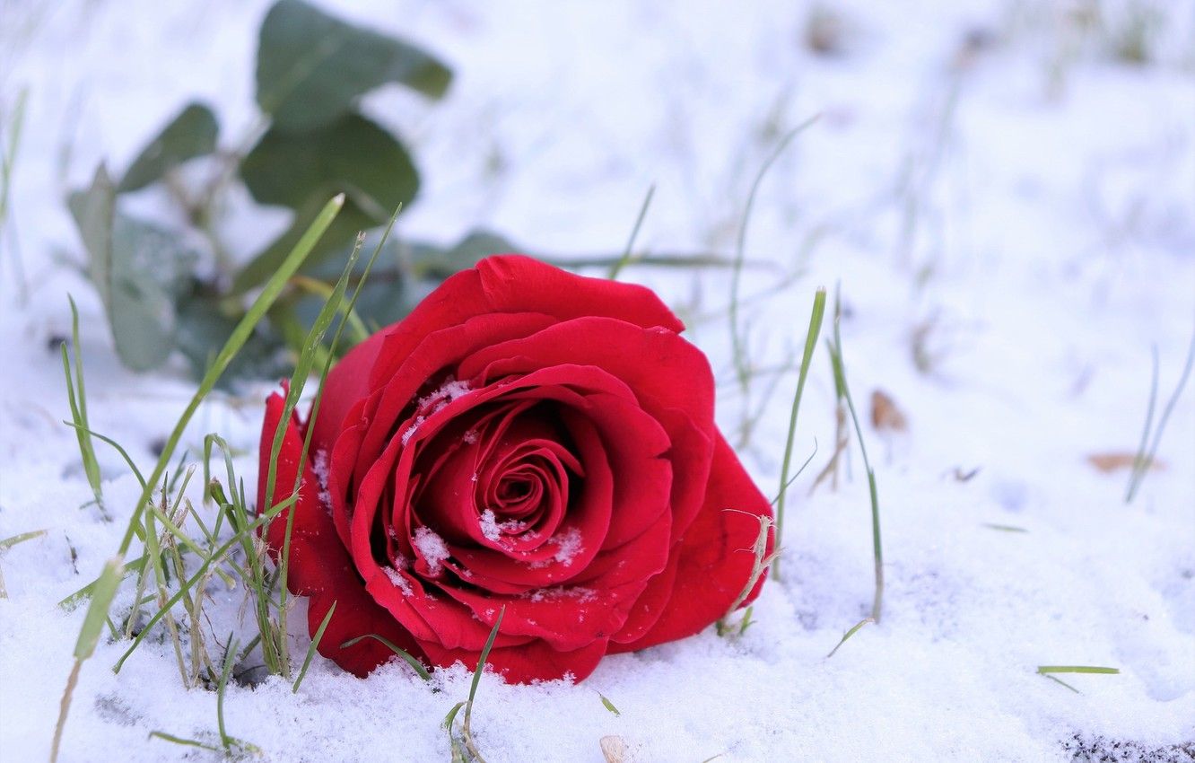 Snow Roses Wallpapers