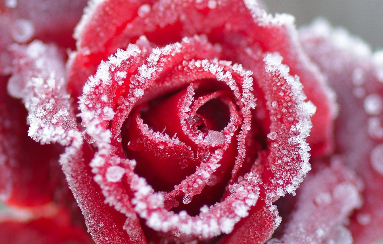 Snow Roses Wallpapers