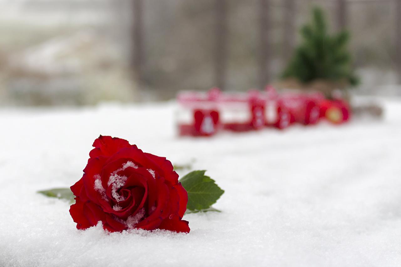 Snow Roses Wallpapers