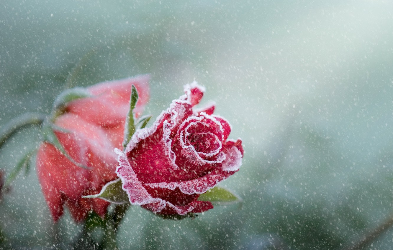 Snow Roses Wallpapers