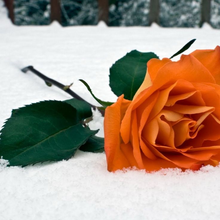 Snow Roses Wallpapers