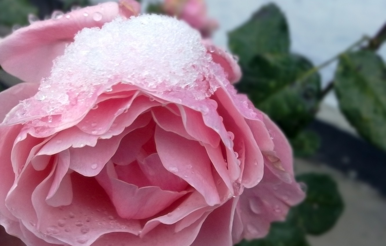 Snow Roses Wallpapers