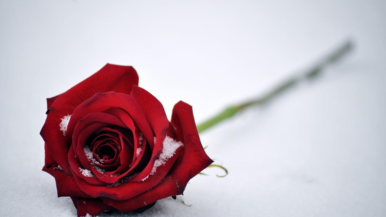 Snow Roses Wallpapers