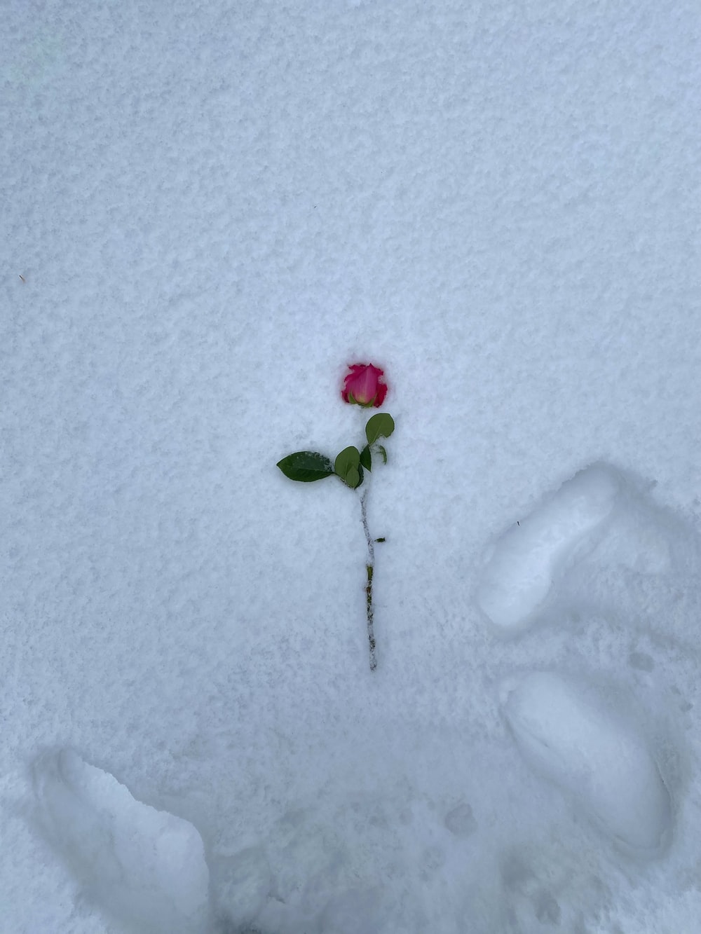 Snow Roses Wallpapers