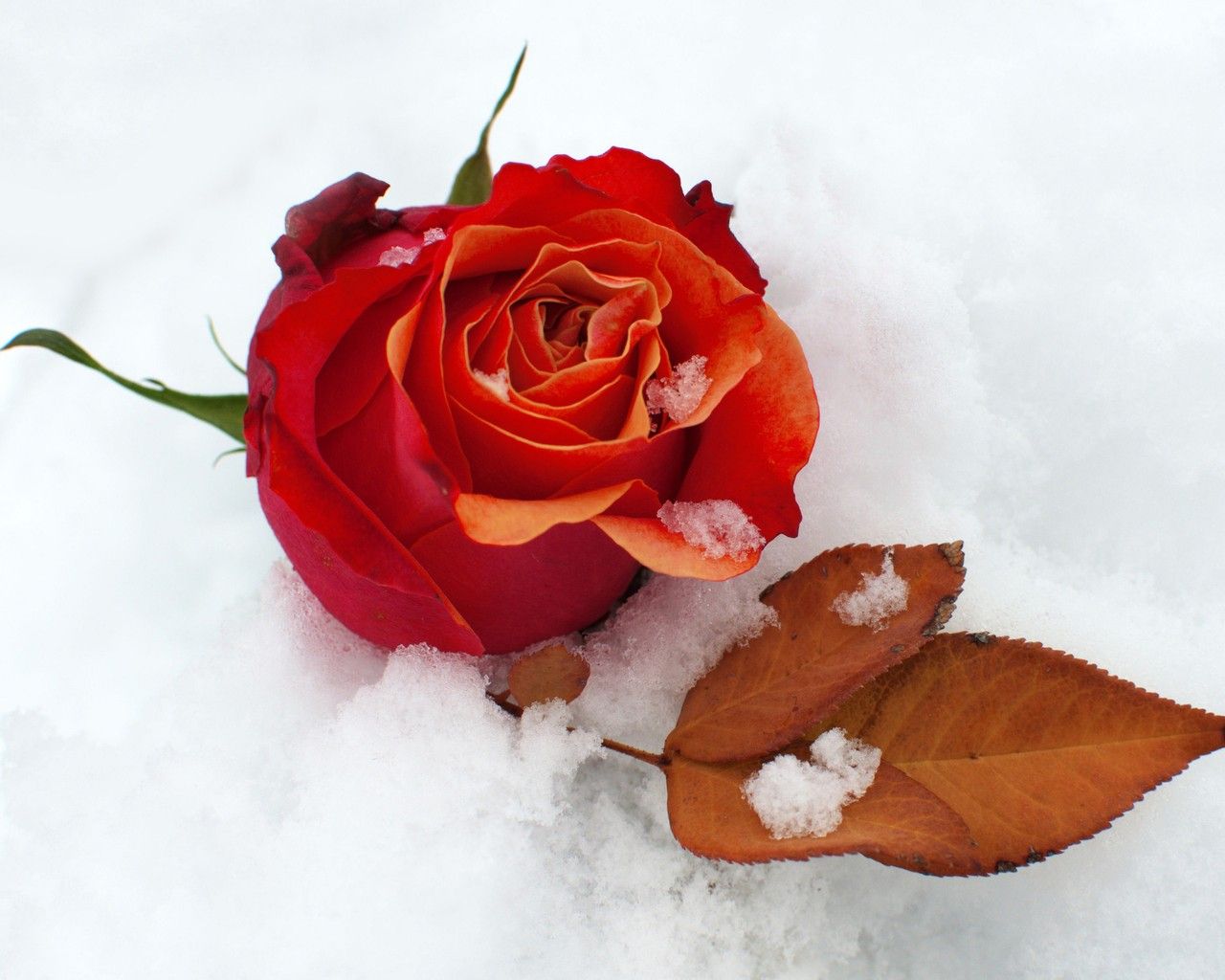 Snow Roses Wallpapers