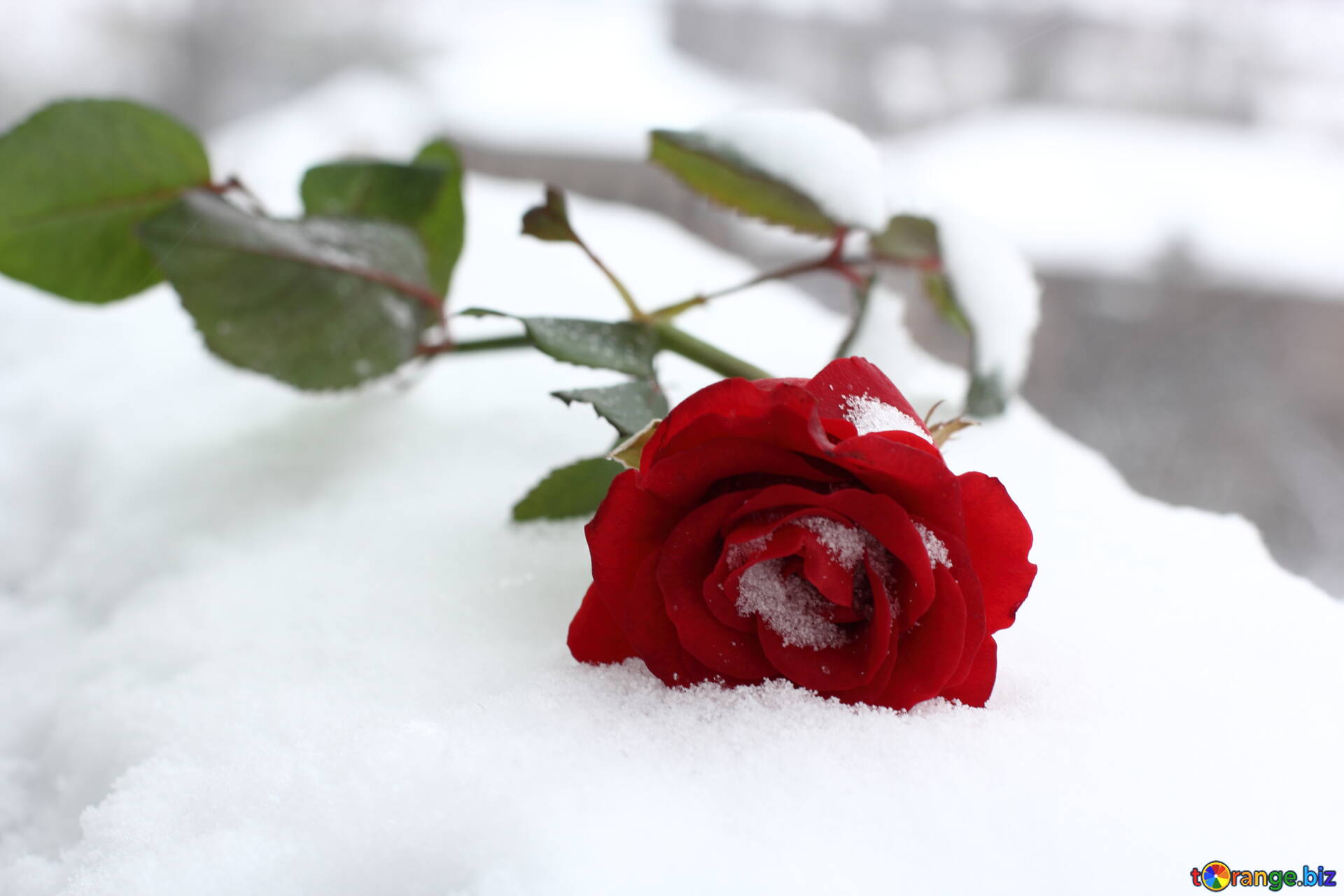 Snow Roses Wallpapers