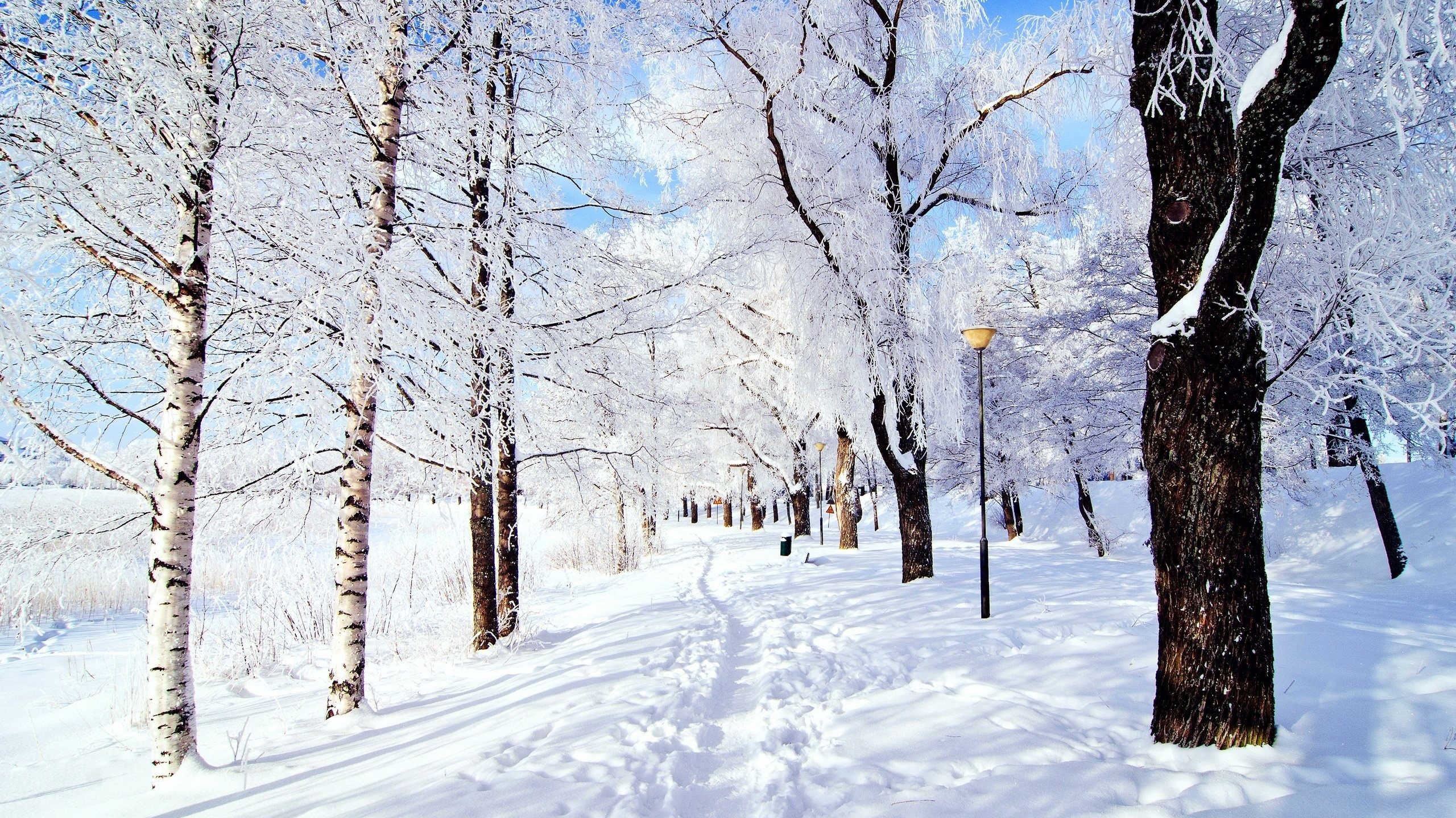 Snow Scene Wallpapers