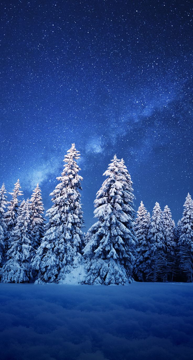 Snow Sky Stars Trees Wallpapers