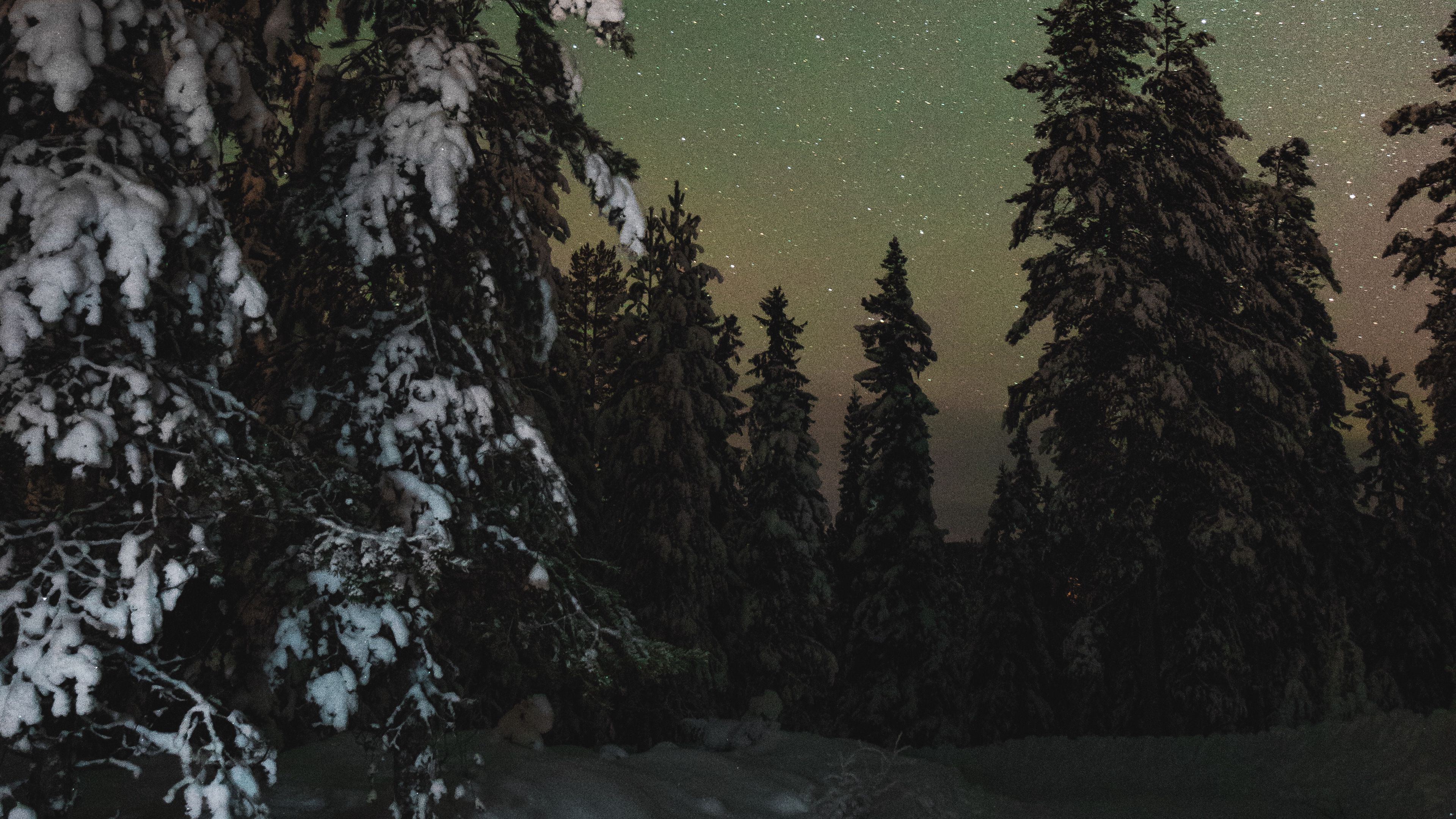 Snow Sky Stars Trees Wallpapers