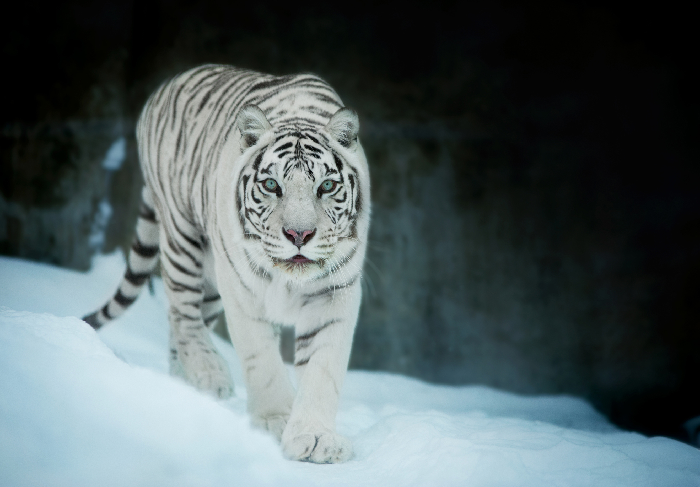 Snow Tiger Wallpapers