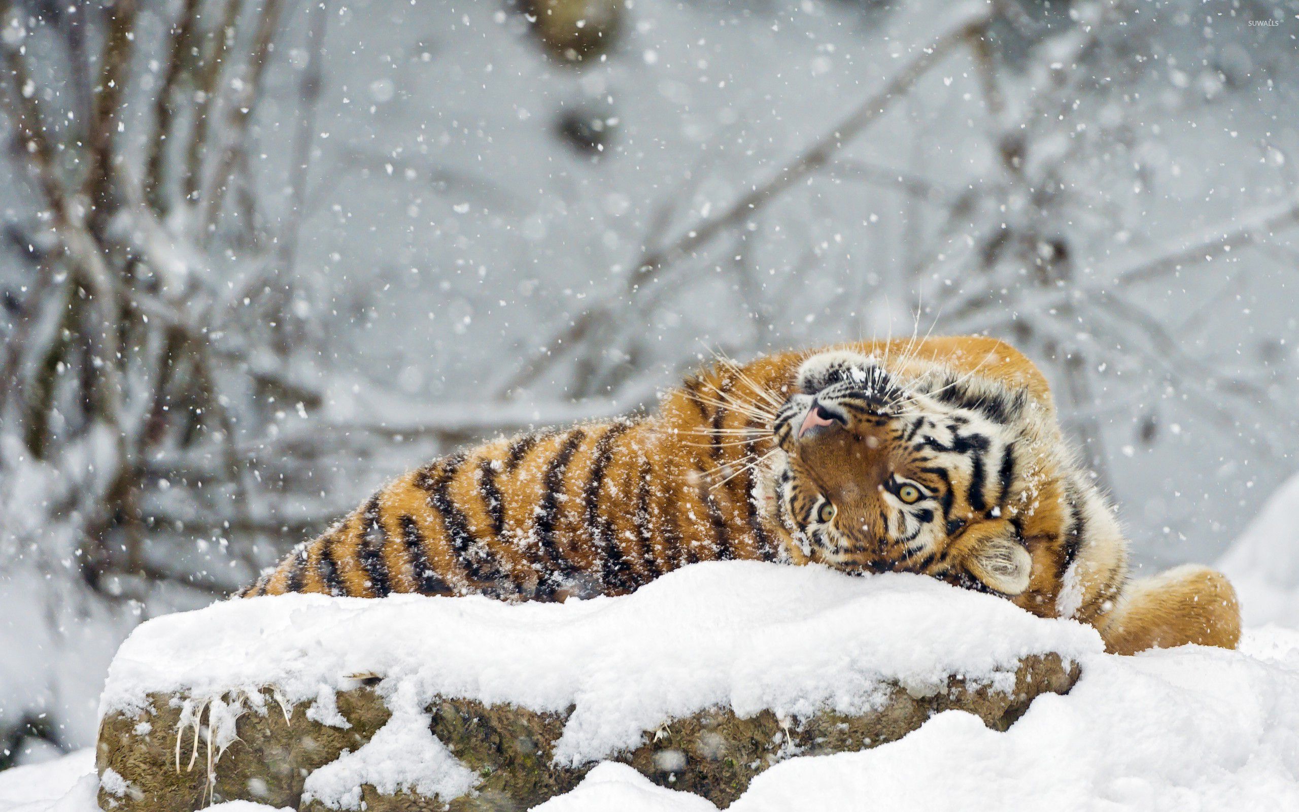 Snow Tiger Wallpapers